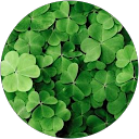 Sahrish Athar profile picture